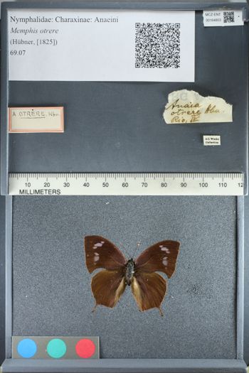 Media type: image;   Entomology 164803